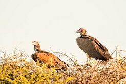Lappet-faced vulture (Vautour oricou)-737A0245-2 null