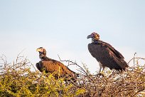 Lappet-faced vulture (Vautour oricou) Otjiwarongo - Namibie