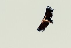 Lappet-faced vulture (Vautour oricou)-737A8845-2 null