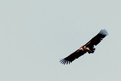 Lappet-faced vulture (Vautour oricou)-737A8848-2 null