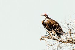 Lappet-faced vulture (Vautour oricou)-737A9164-2 null