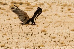 Vautour_oricou_01-2 null