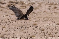 Lapped faced vulture (Vautour oricou) To/Vers Homeb