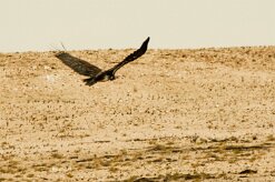 Vautour_oricou_02-2 null