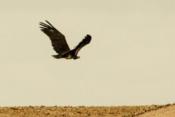 Vautour_oricou_03-2 null