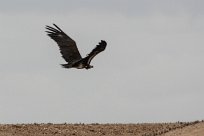 Lapped faced vulture (Vautour oricou) To/Vers Homeb