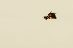Vautour_oricou_04-2 null