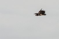 Lapped faced vulture (Vautour oricou) To/Vers Homeb