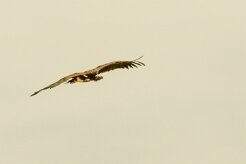 Vautour_oricou_05-2 null