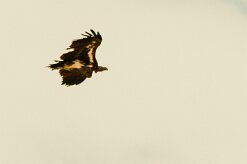 Vautour_oricou_06-2 null