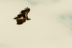 Vautour_oricou_07-2 null