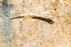 vautour_percnoptere_03-2 null