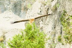 vautour_percnoptere_04-2 null