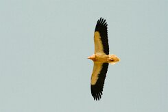 vautour_percnoptere_05-2 null
