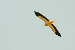 vautour_percnoptere_06-2 null