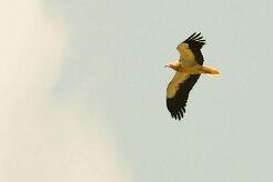 vautour_percnoptere_07-2 null