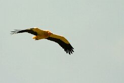vautour_percnoptere_08-2 null