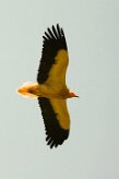vautour_percnoptere_09-2 null