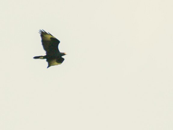 Aigle de Verreaux