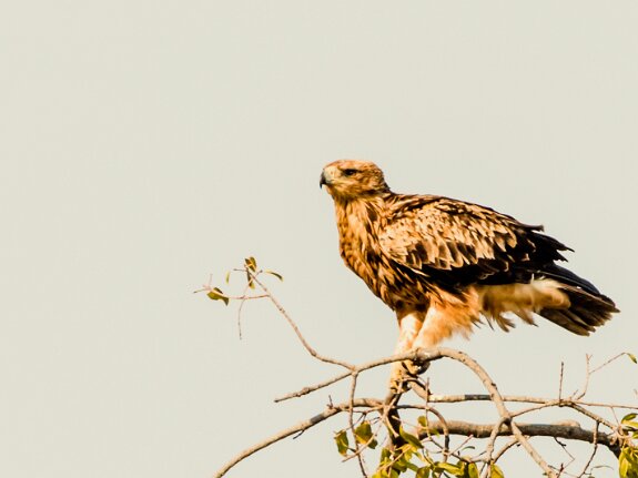 Aigle des steppes