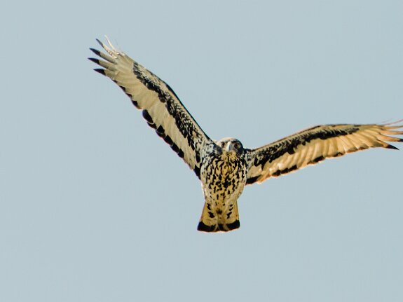 Aigle fascié
