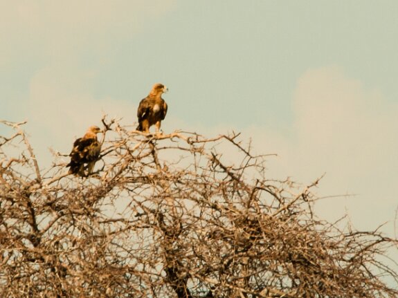 Aigle ravisseur