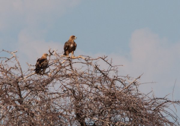 Aigle ravisseur