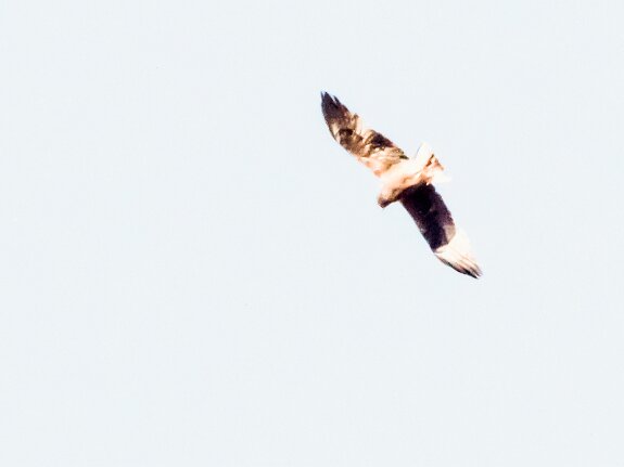 Bateleur des savanes