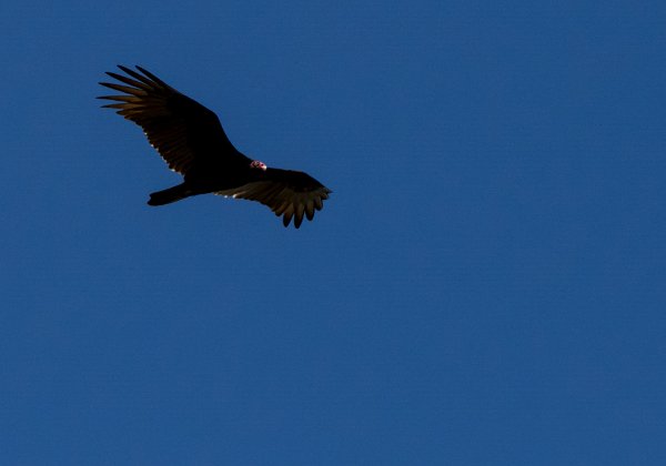 Urubu à tête rouge