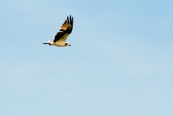 Águila pescadora (Balbuzard pêcheur)_231112_3068-2 null