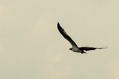 Águila pescadora (Balbuzard pêcheur)_231118_4008-2 null