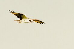 Águila pescadora (Balbuzard pêcheur)_231213_5687-2 null