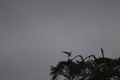 Balbuzard pêcheur_737A7250 null