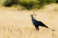 Secretary bird (messager serpentaire)_7D2_0303 null
