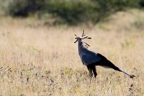 Secretary bird (messager serpentaire) Nxai