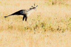 Secretary bird (messager serpentaire)_7D2_0309 null