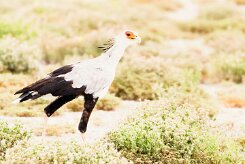 Secretary-bird (Messager sagittaire)_737A5316 null