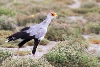 Secretary-bird (Messager sagittaire) Etosha