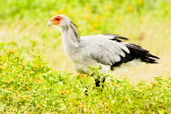 Secretary-bird (Messager sagittaire)_737A5335-2 null