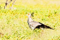 Secretary-bird (Messager sagittaire)_737A5562 null