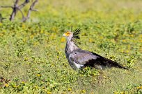 Secretary-bird (Messager sagittaire) Etosha