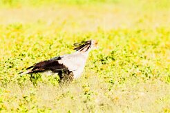 Secretary-bird (Messager sagittaire)_737A5564-2 null