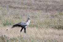 Secretary bird (Messager sagittaire) Etosha