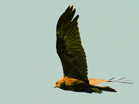 Accipitridés (rapaces diurnes)