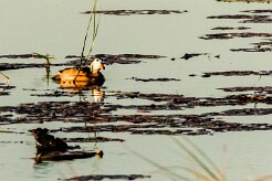 African pygmy goose (Anserelle naine)_x737A3726-2 null