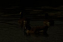 bernache_du_canada_13-2 null