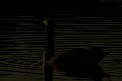 bernache_du_canada_16-2 null