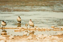 Canard_a_bec_rouge_01-2 null