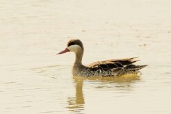 Red-billed Teal (Canard à bec rouge)_7D2_1090 null