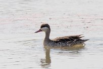 Red-billed Teal (Canard à bec rouge) Chobe National Park